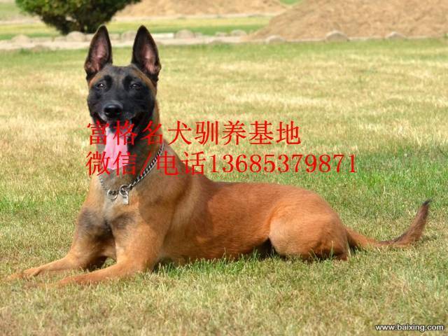 双血马犬/杜高/杜宾/卡斯罗/狼青/幼犬出售！